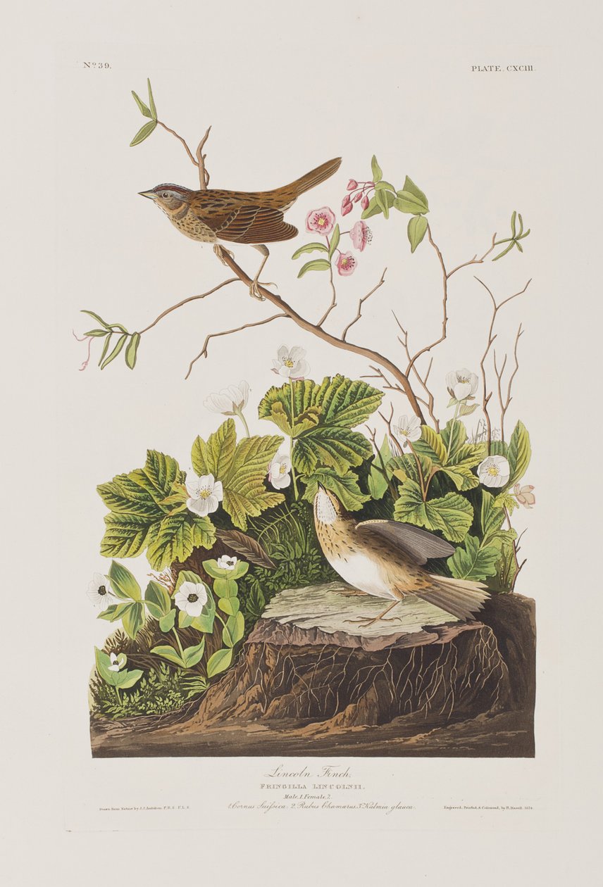 Illustration from 