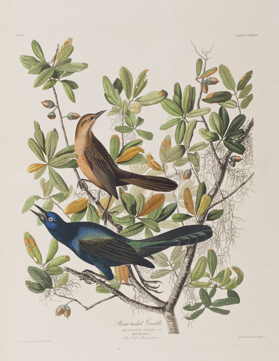 Illustration from 