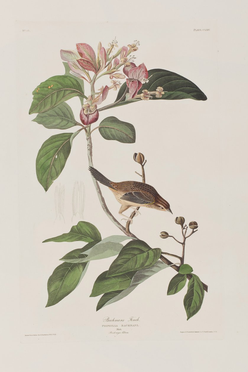 Illustration from 