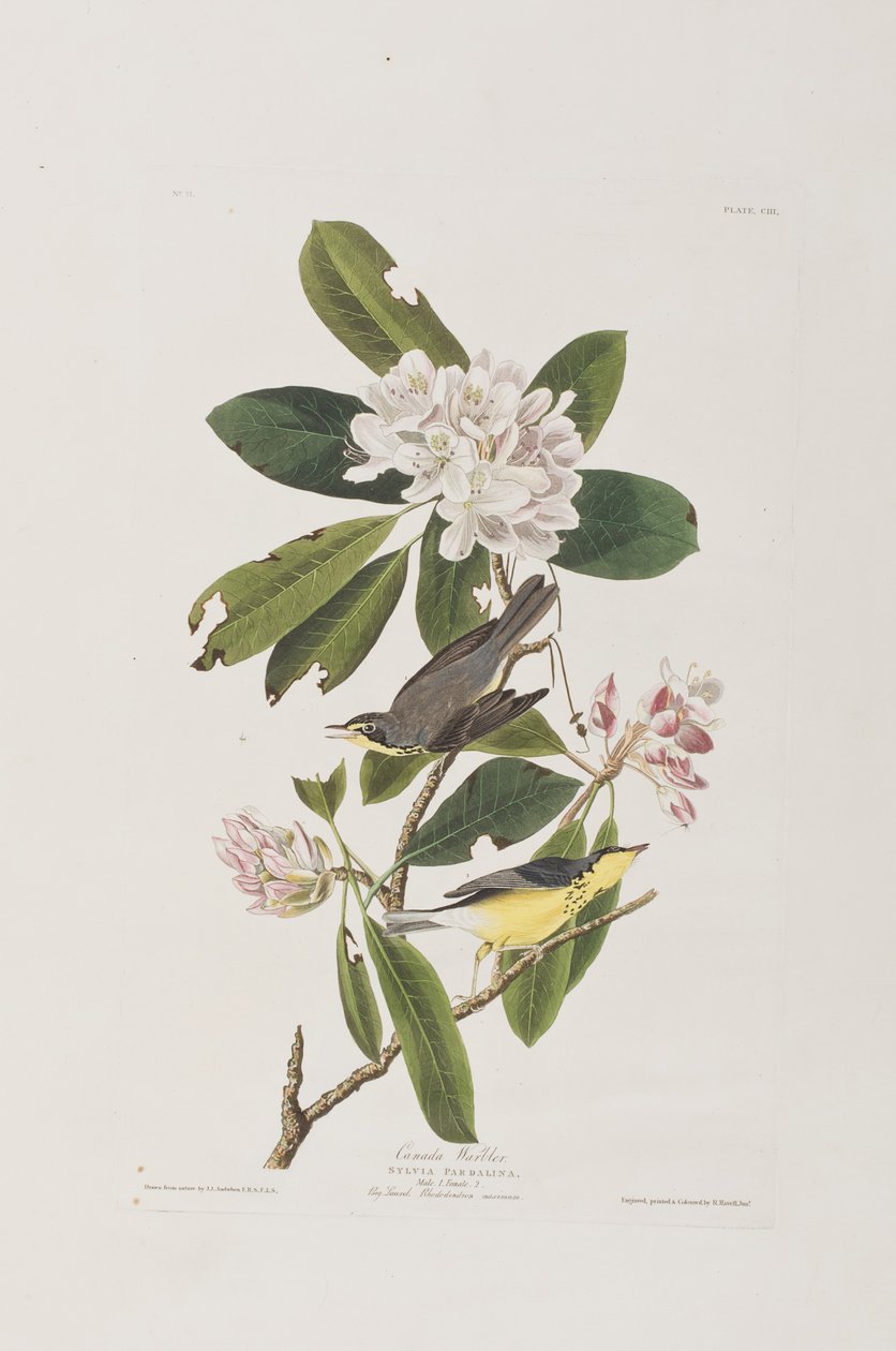 Illustration from 