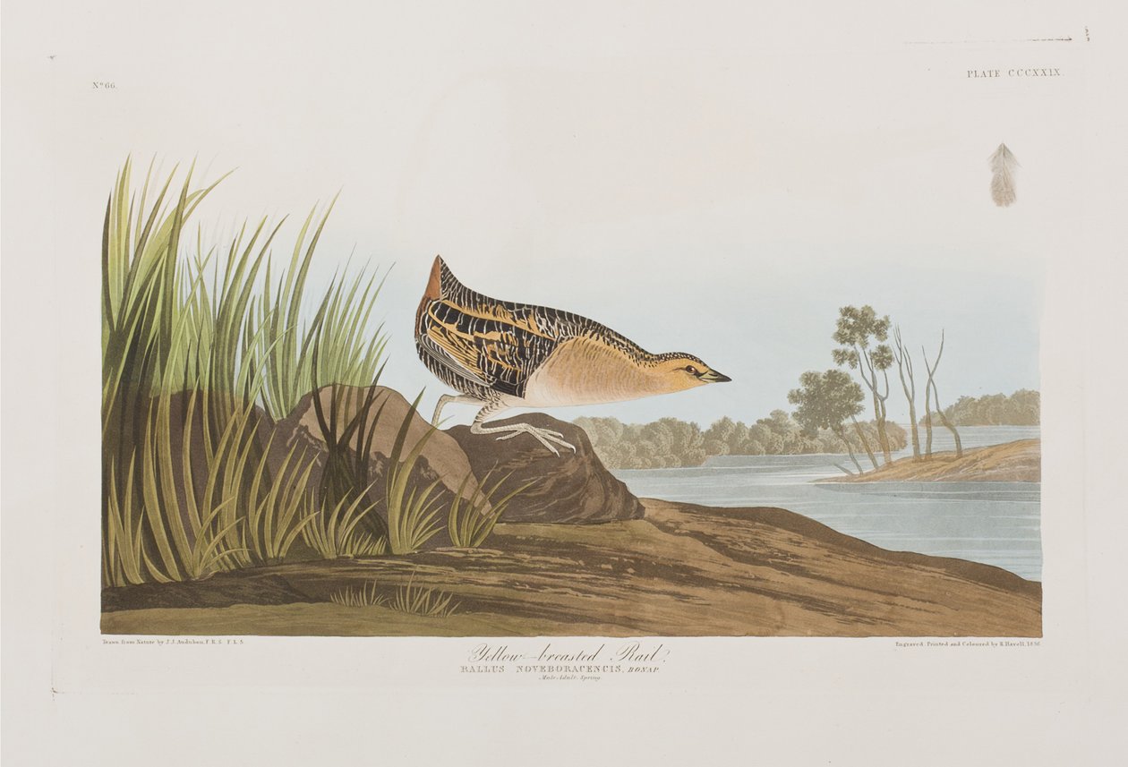 Illustration from 