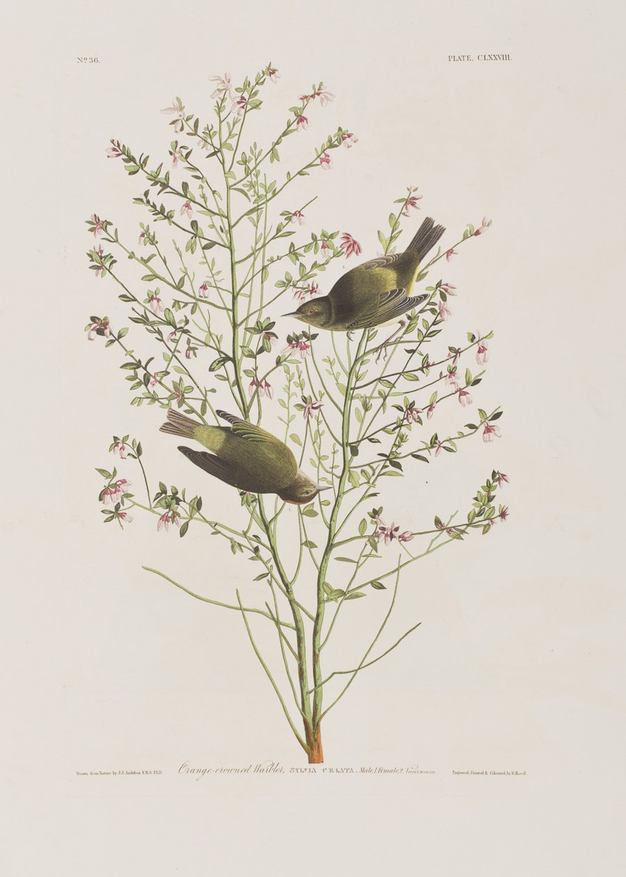 Illustration from 