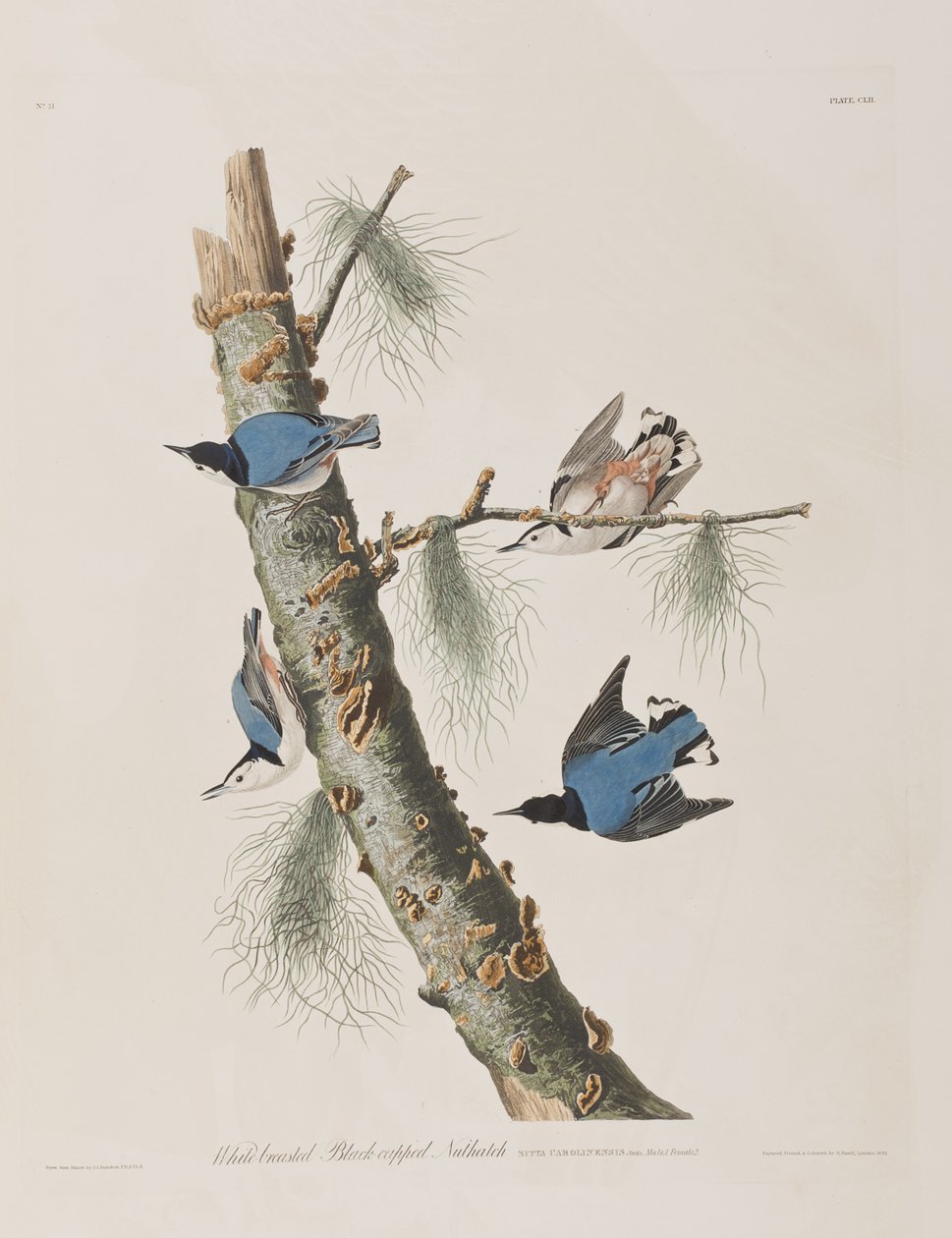 Illustration from 