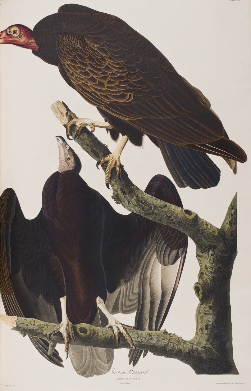 Illustration from 