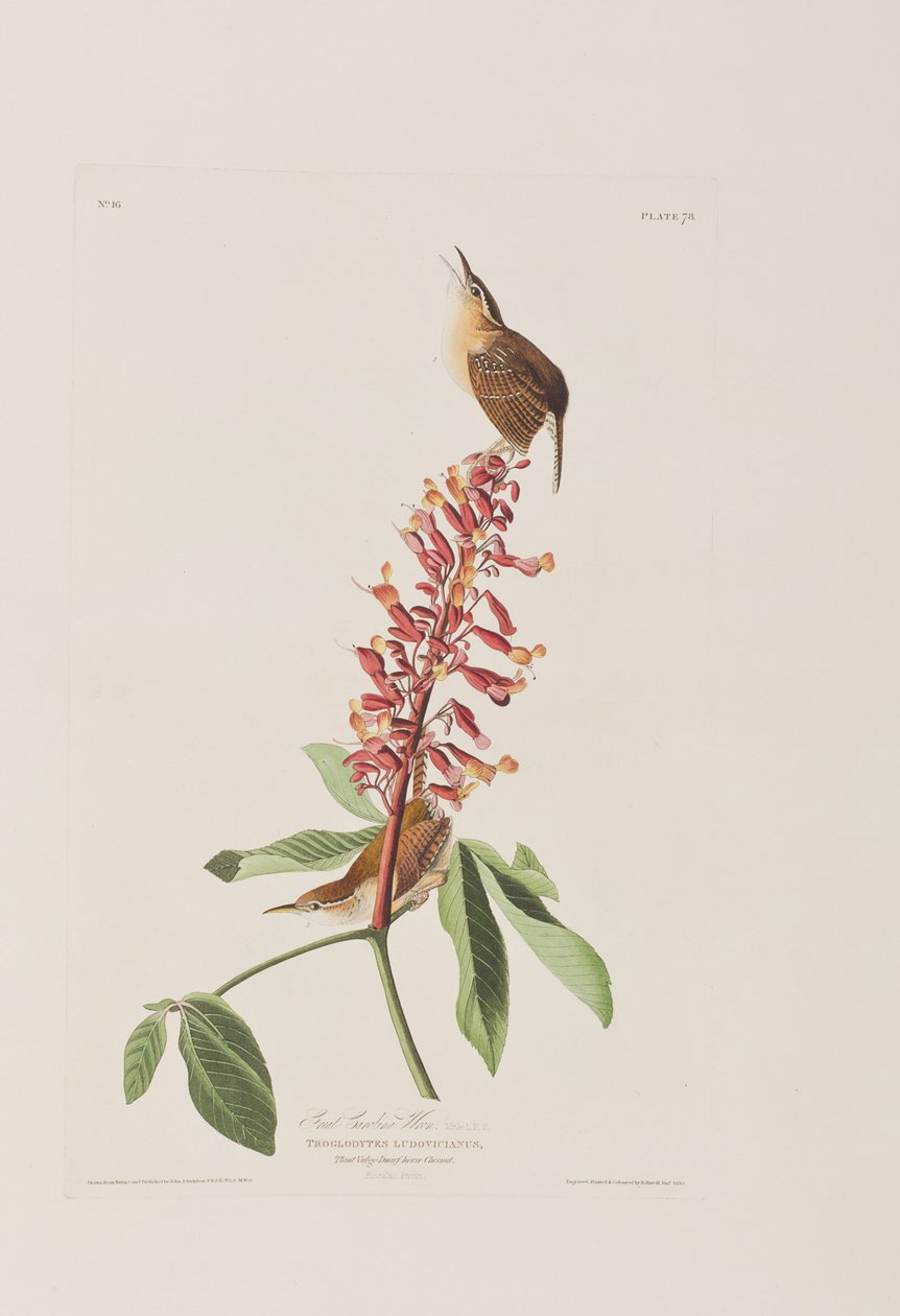 Illustration from 