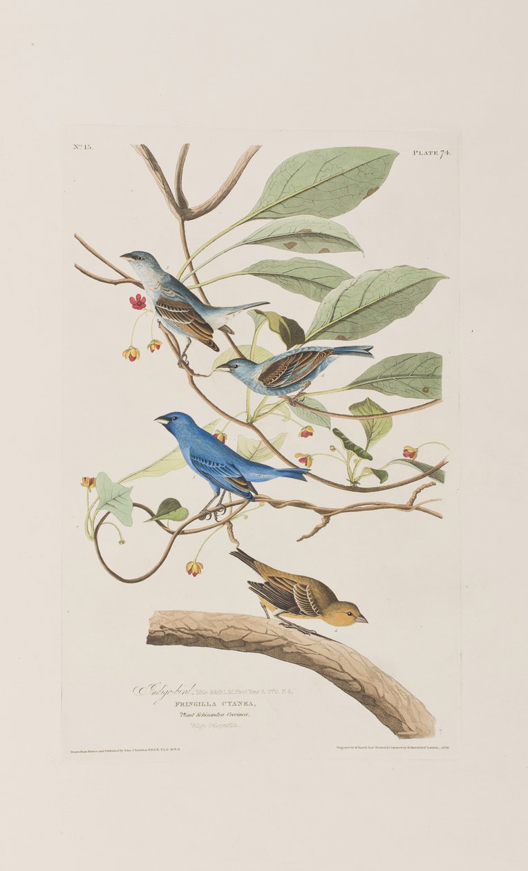 Illustration from 