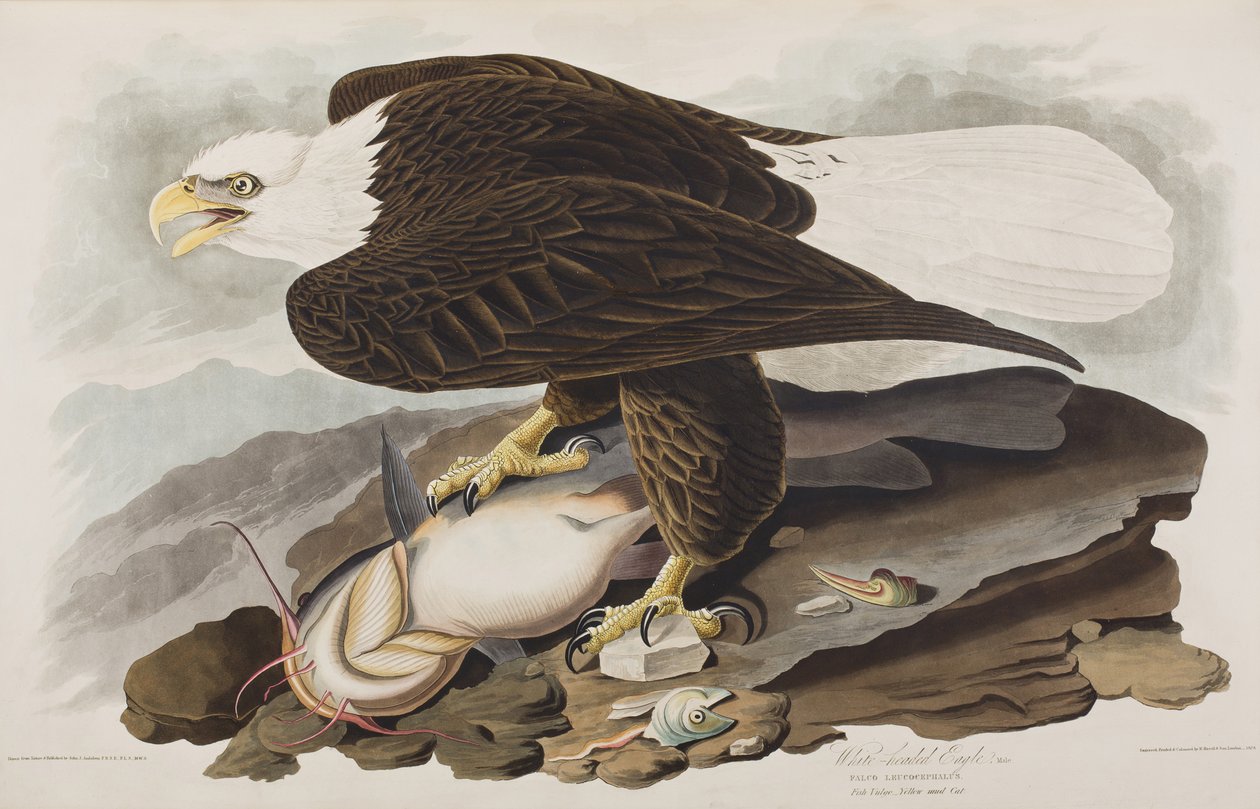 Illustration from 