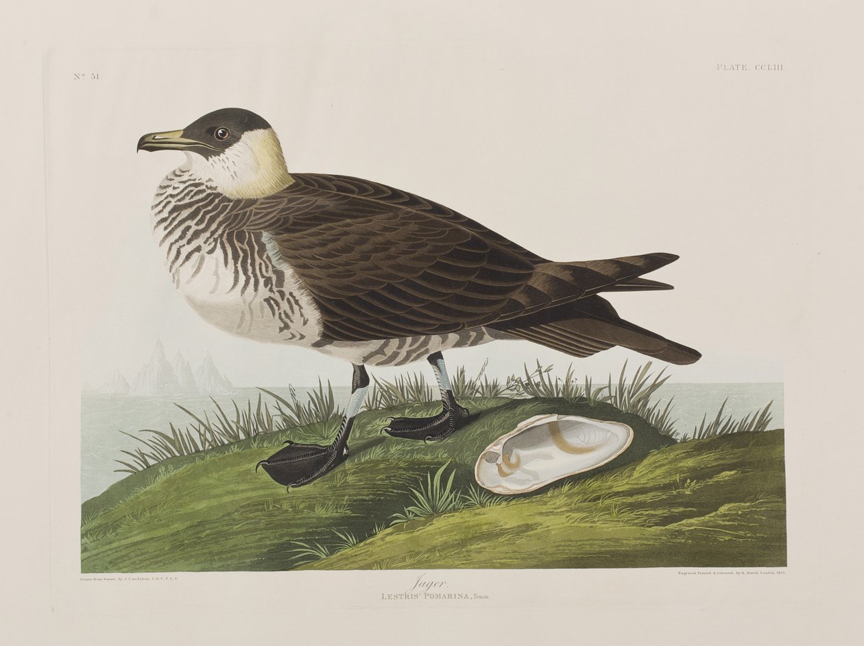 Illustration from 