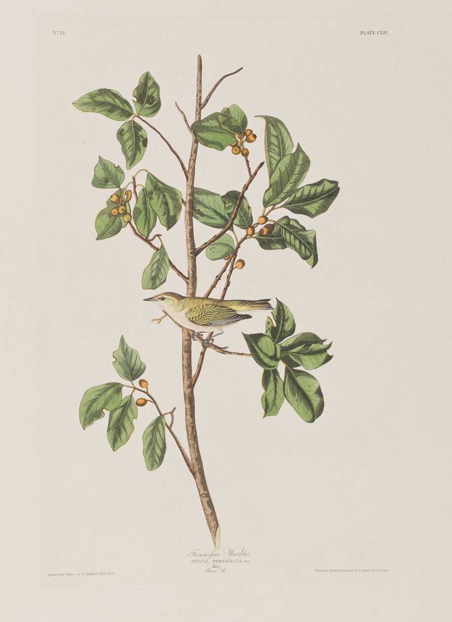 Illustration from 