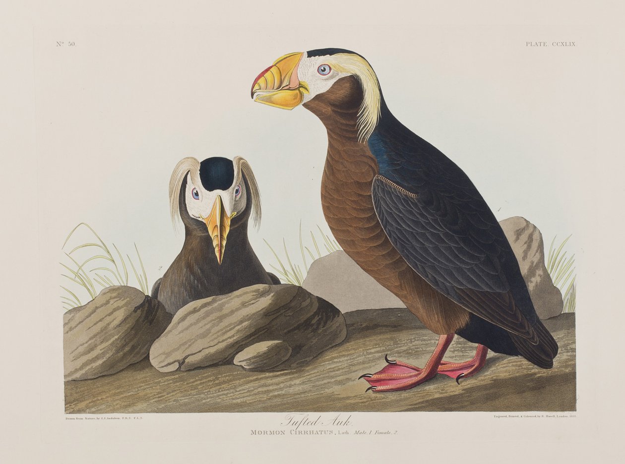 Illustration from 