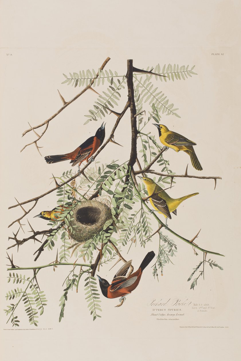 Illustration from 