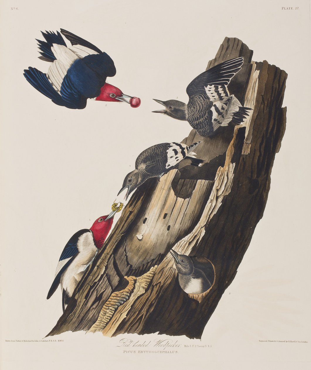 Illustration from 