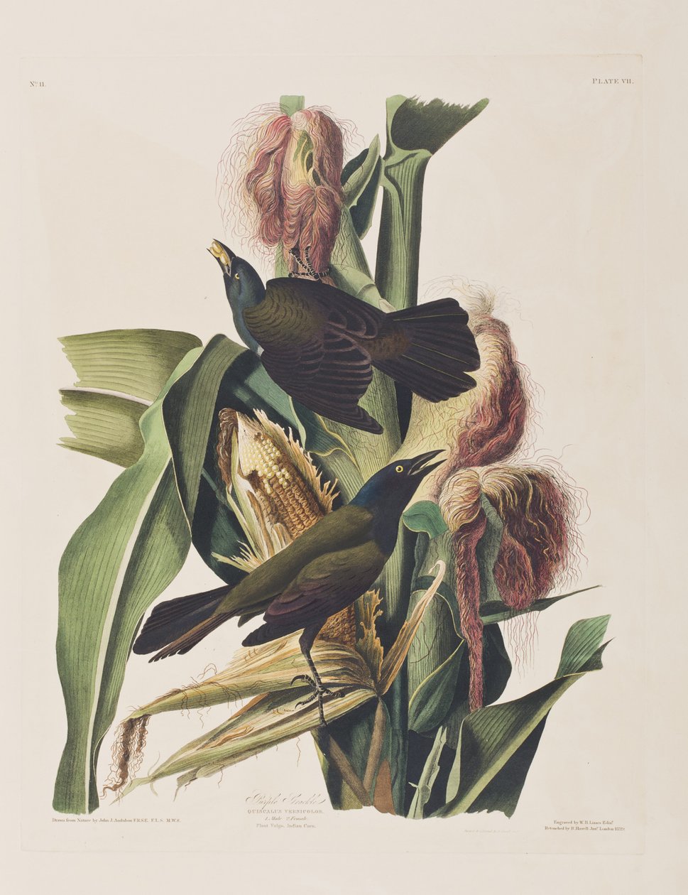 Illustration from 