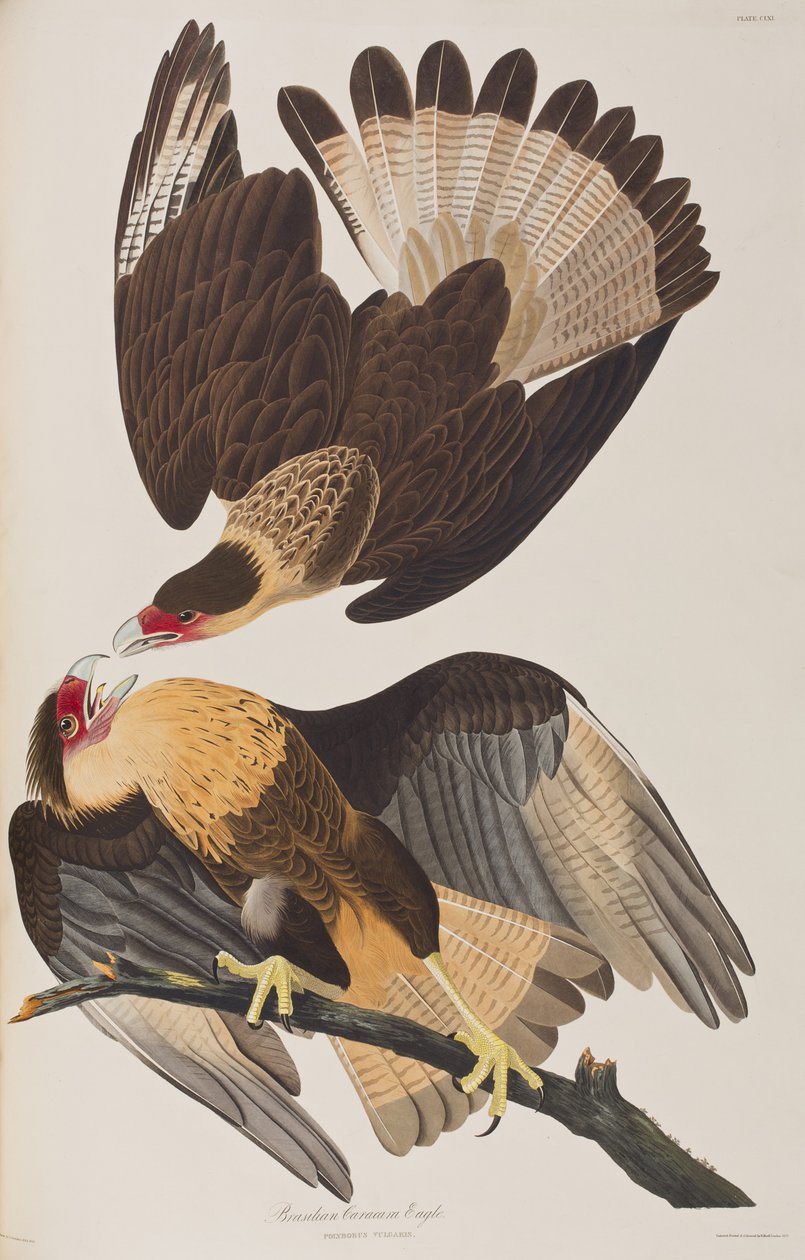 Illustration from 