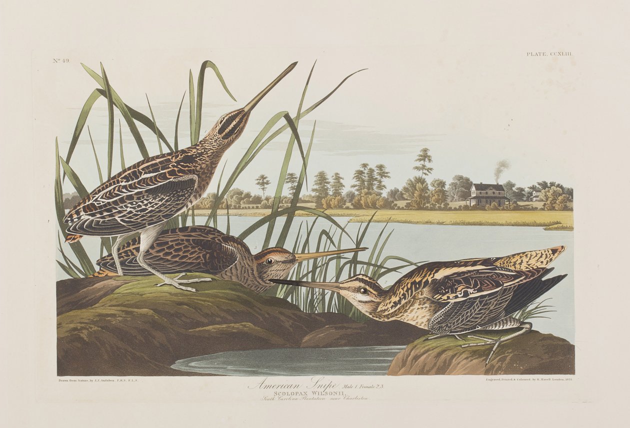 Illustration from 