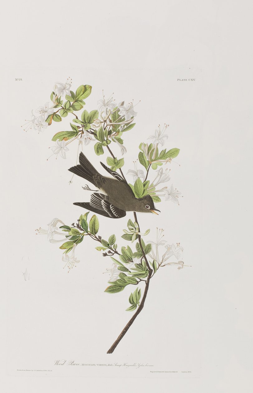 Illustration from 