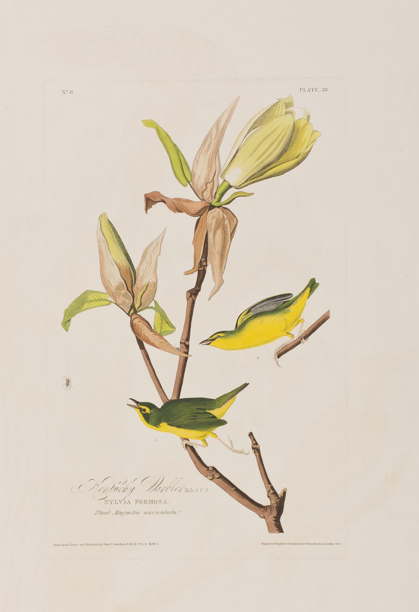 Illustration from 