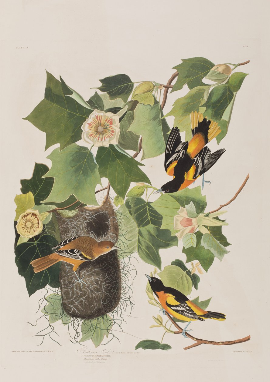 Illustration from 