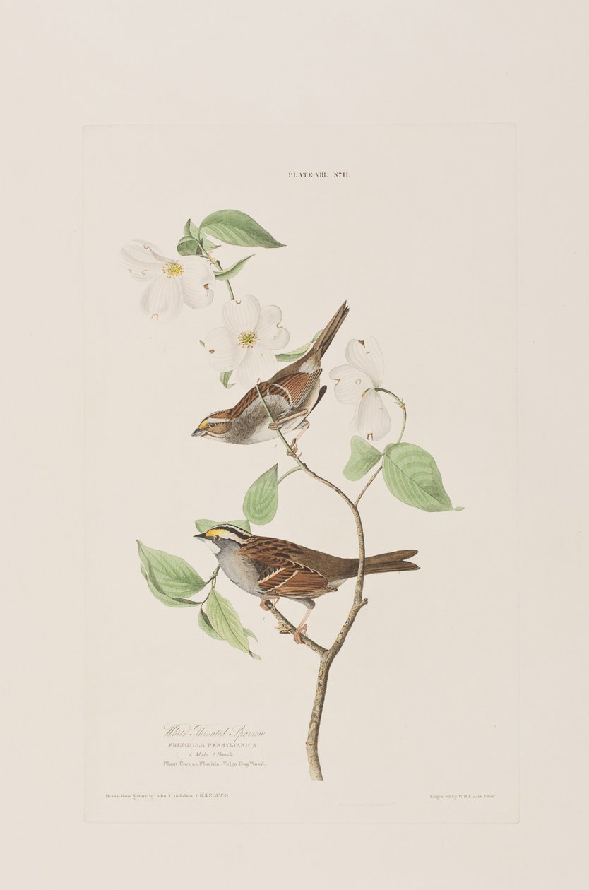 Illustration from 