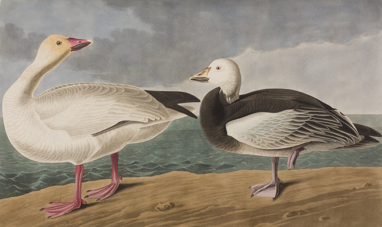 Illustration from 