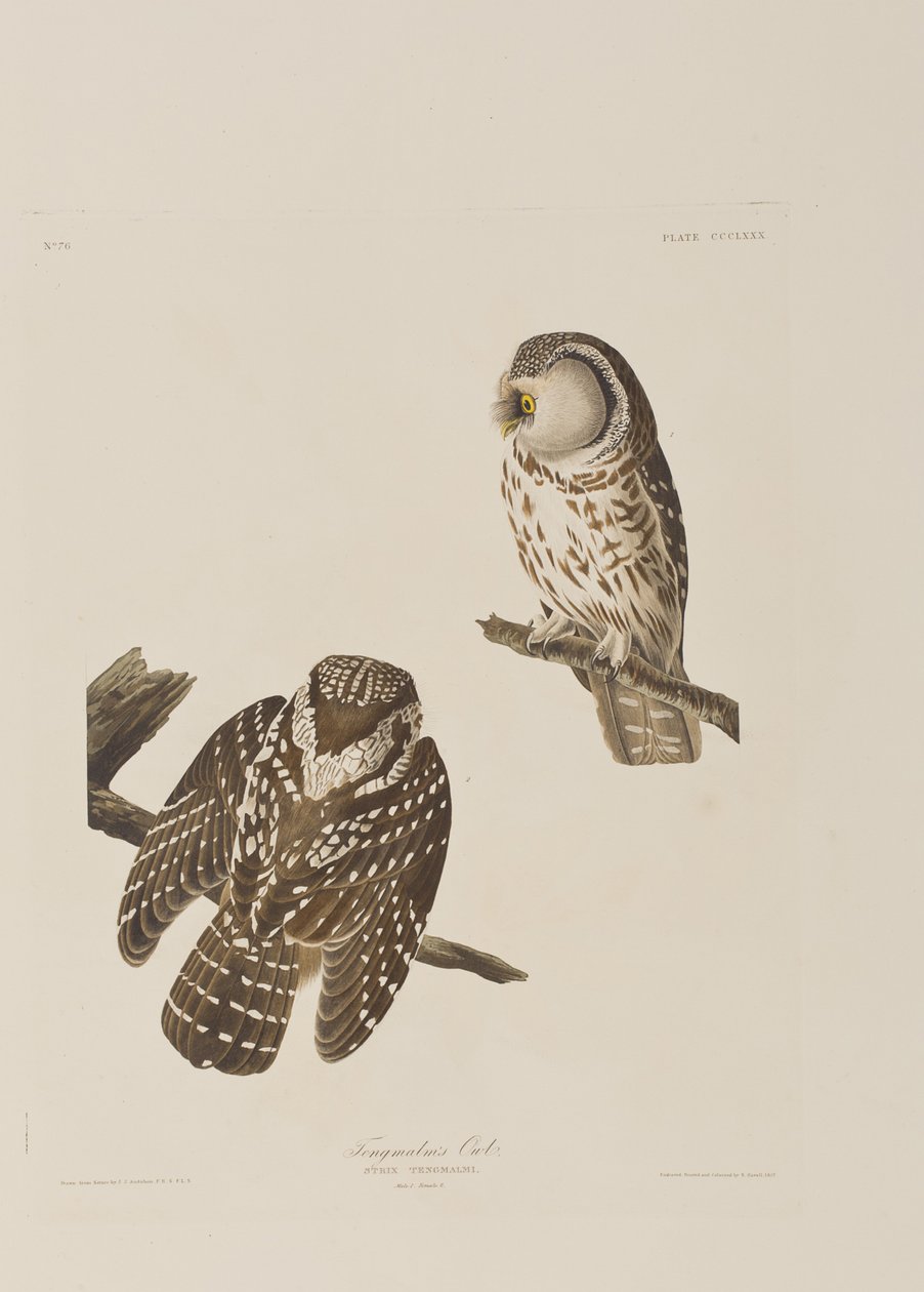 Illustration from 