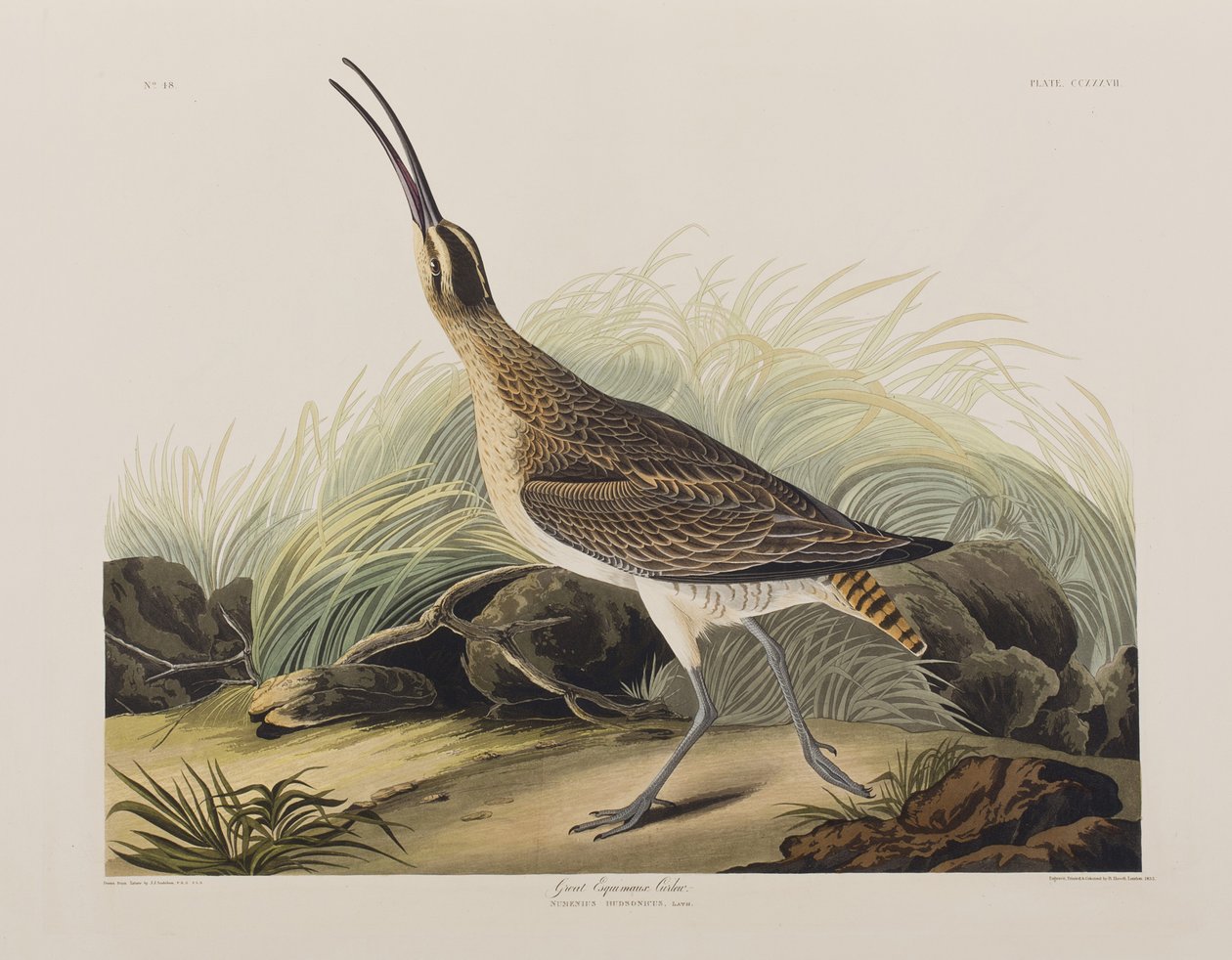 Illustration from 