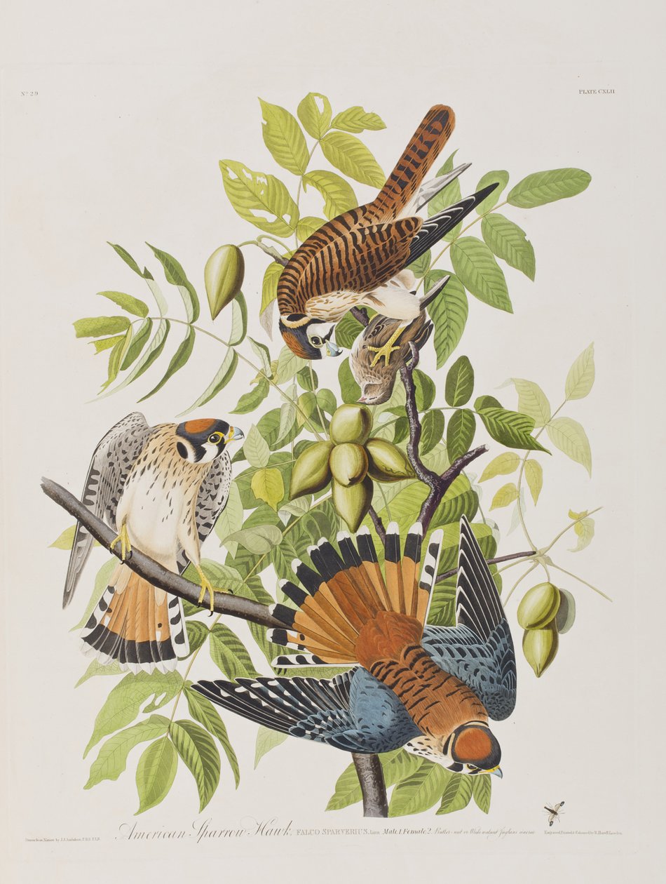 Illustration from 