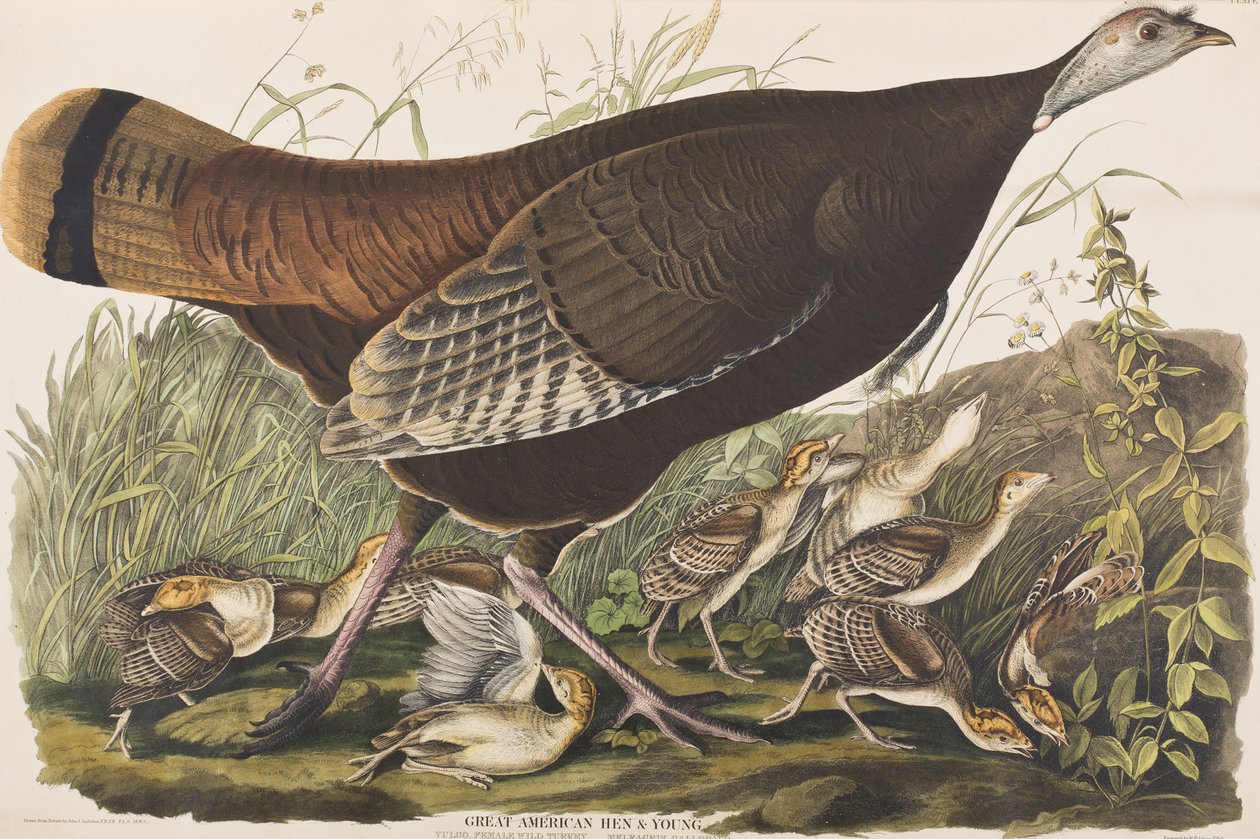 Illustration from 