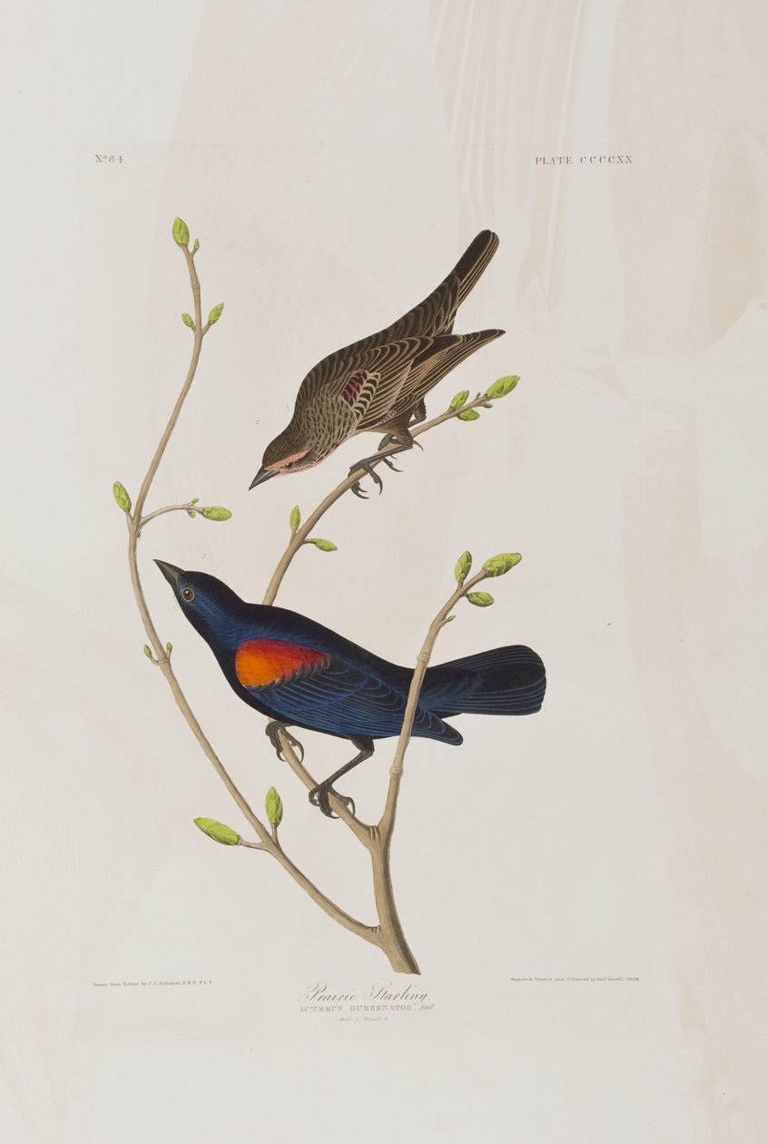 Illustration from 