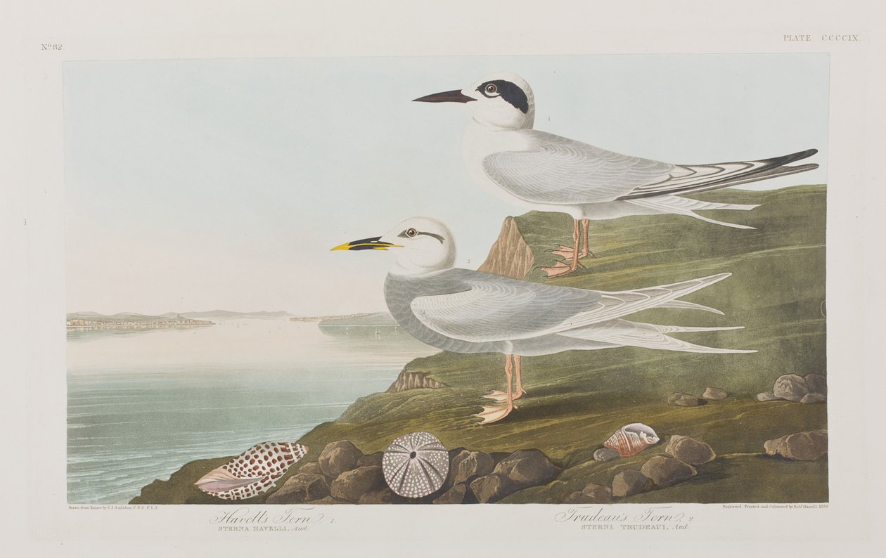 Illustration from 