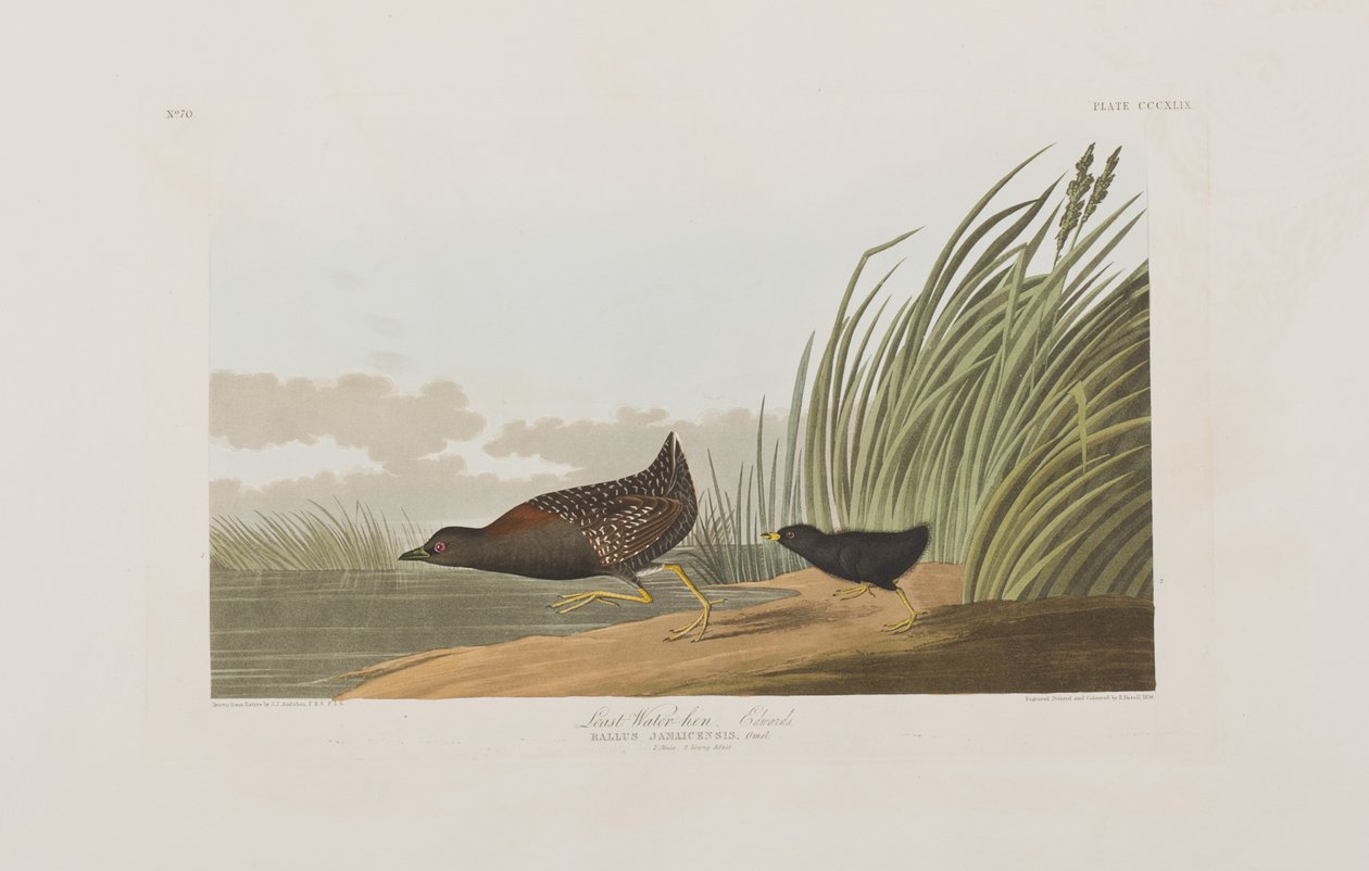 Illustration from 