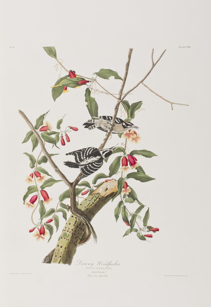Illustration from 