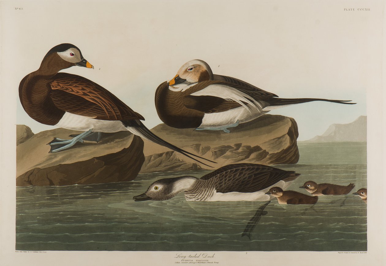 Long-Tailed Duck, 1836 by John James Audubon