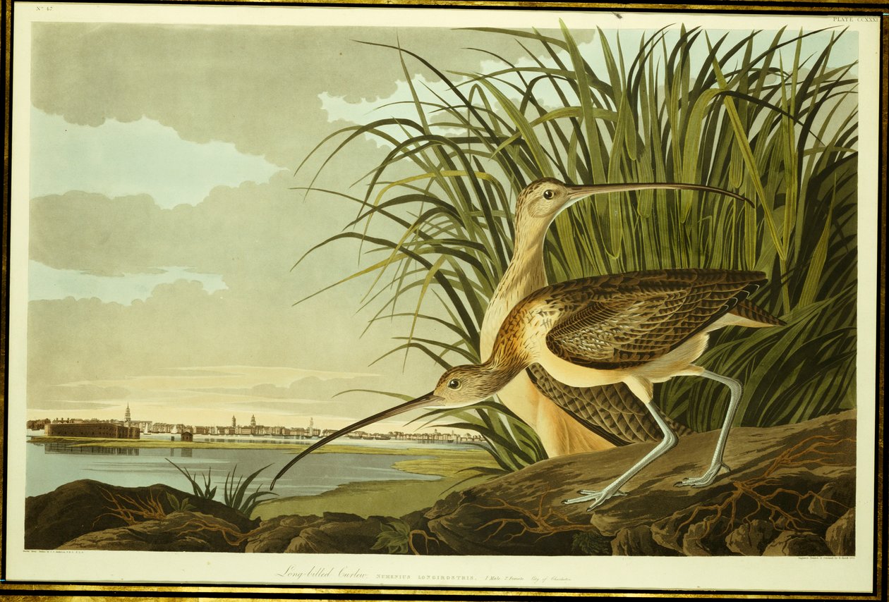Male and Female Long Billed Curlew by John James Audubon