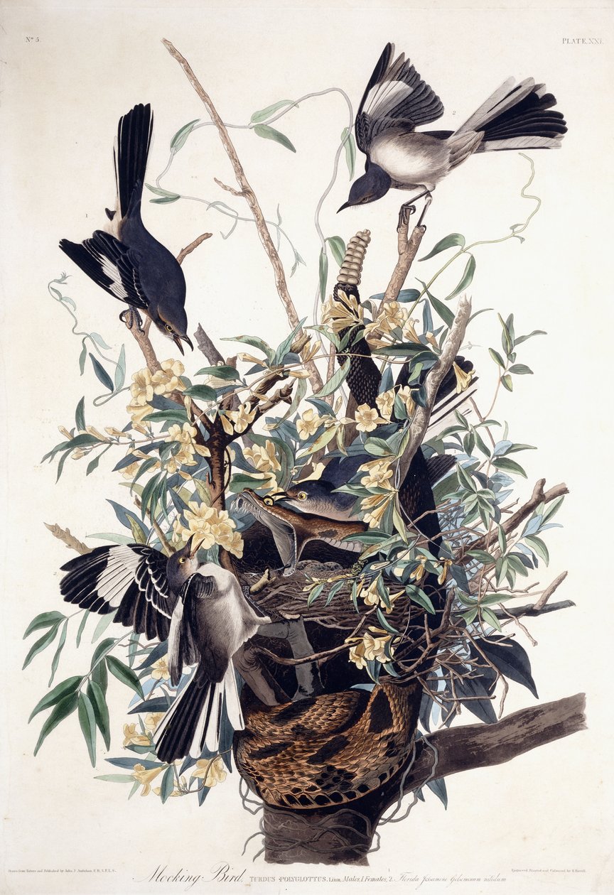 Mocking Bird (Turdus Polyglottus) by John James Audubon