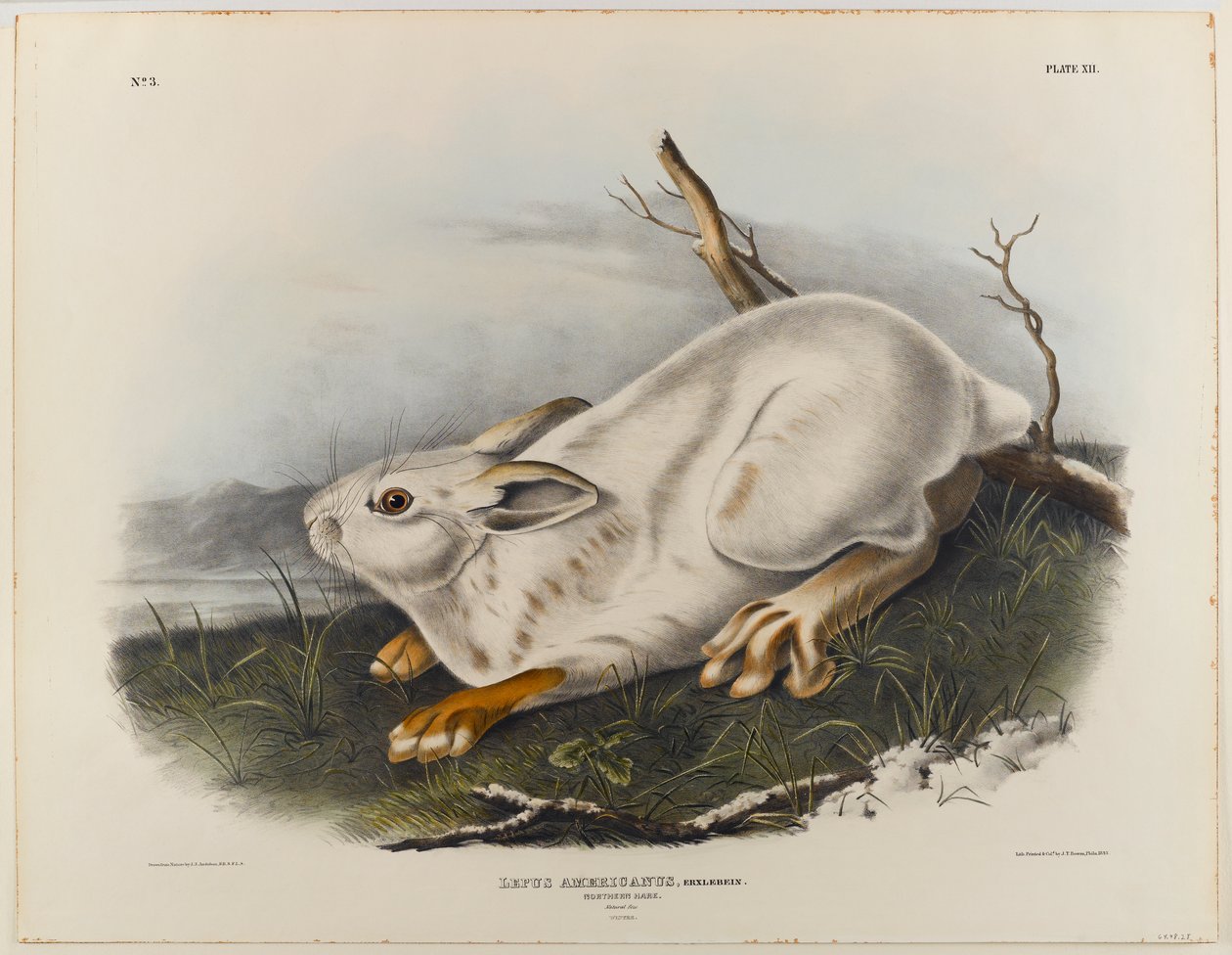 Northern hare (winter pelage) by John James Audubon