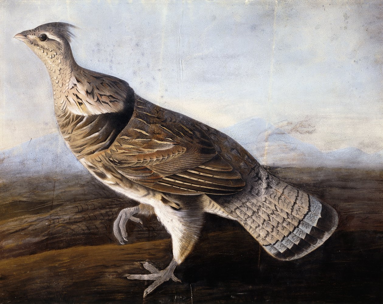 Ruffed Grouse by John James Audubon
