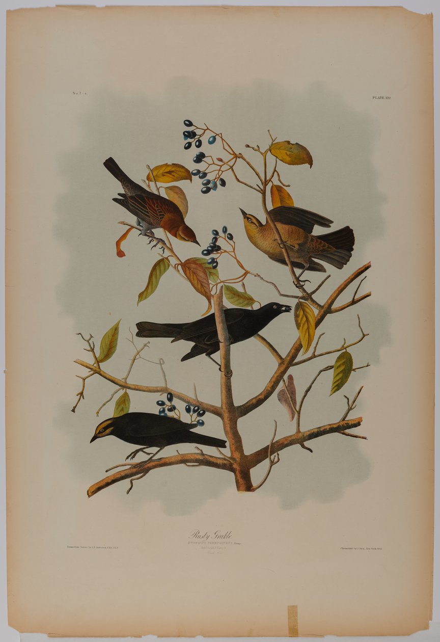 Rusty Grackle by John James Audubon