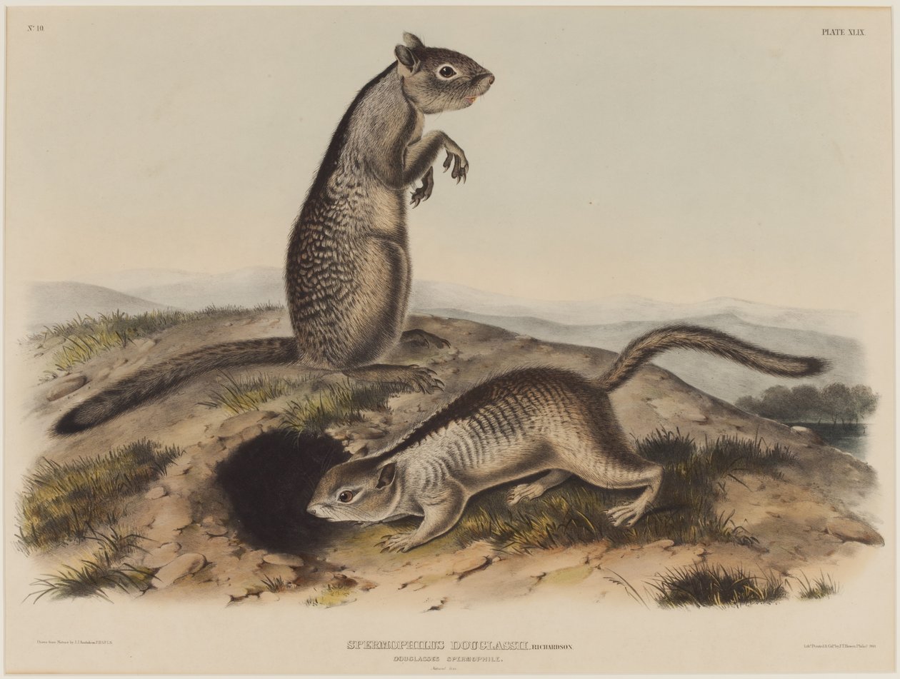 Spermophilus Douglassii (Two Douglas Squirrels) by John James Audubon