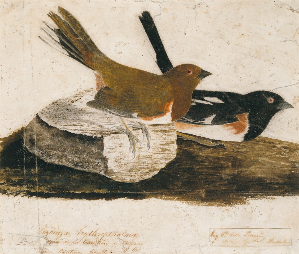 Towhee Bunting by John James Audubon