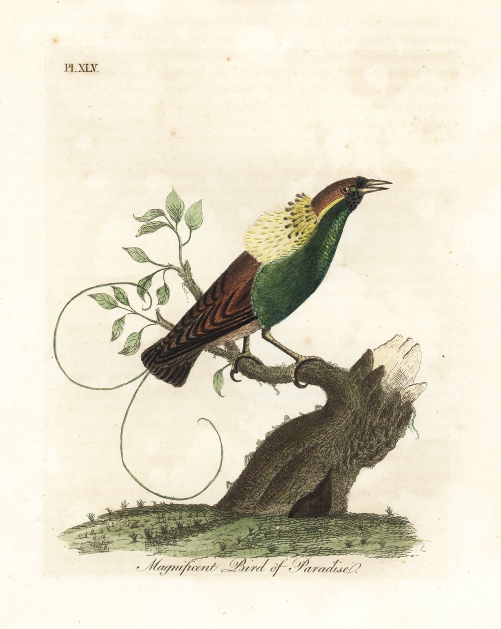 Magnificent Bird-of-paradise, Diphyllodes magnificus (Paradisea magnifica). Handcoloured copperplate drawn and engraved by John Latham from his own A General History of Birds, Winchester by John Latham