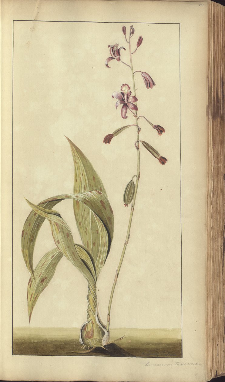 A page from the 