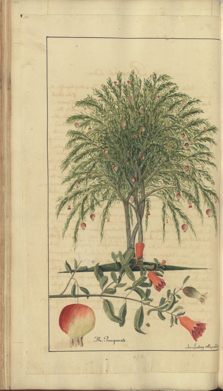 A page from the 