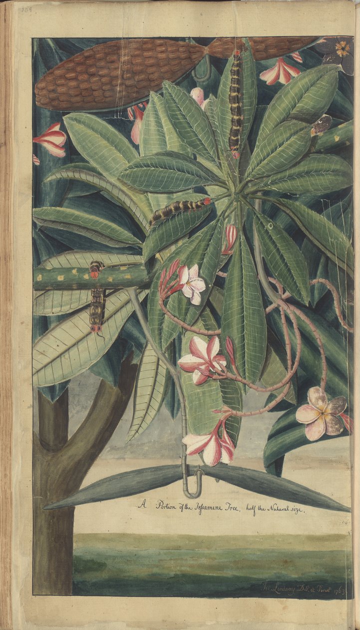 A Page from the 