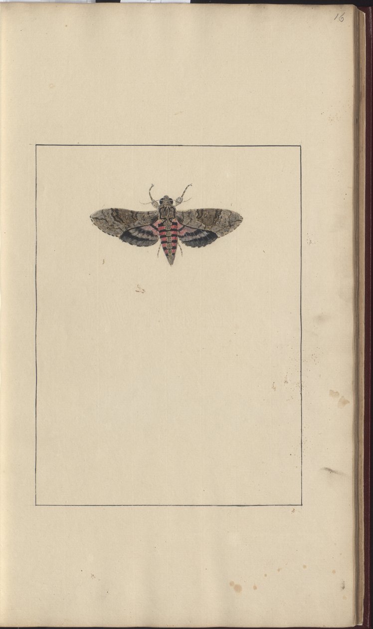 Lindsay Drawings Vol. VI by John Lindsay