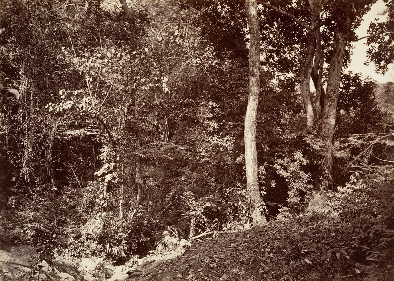 Tropical Scenery, View Near Chipigana by John Moran