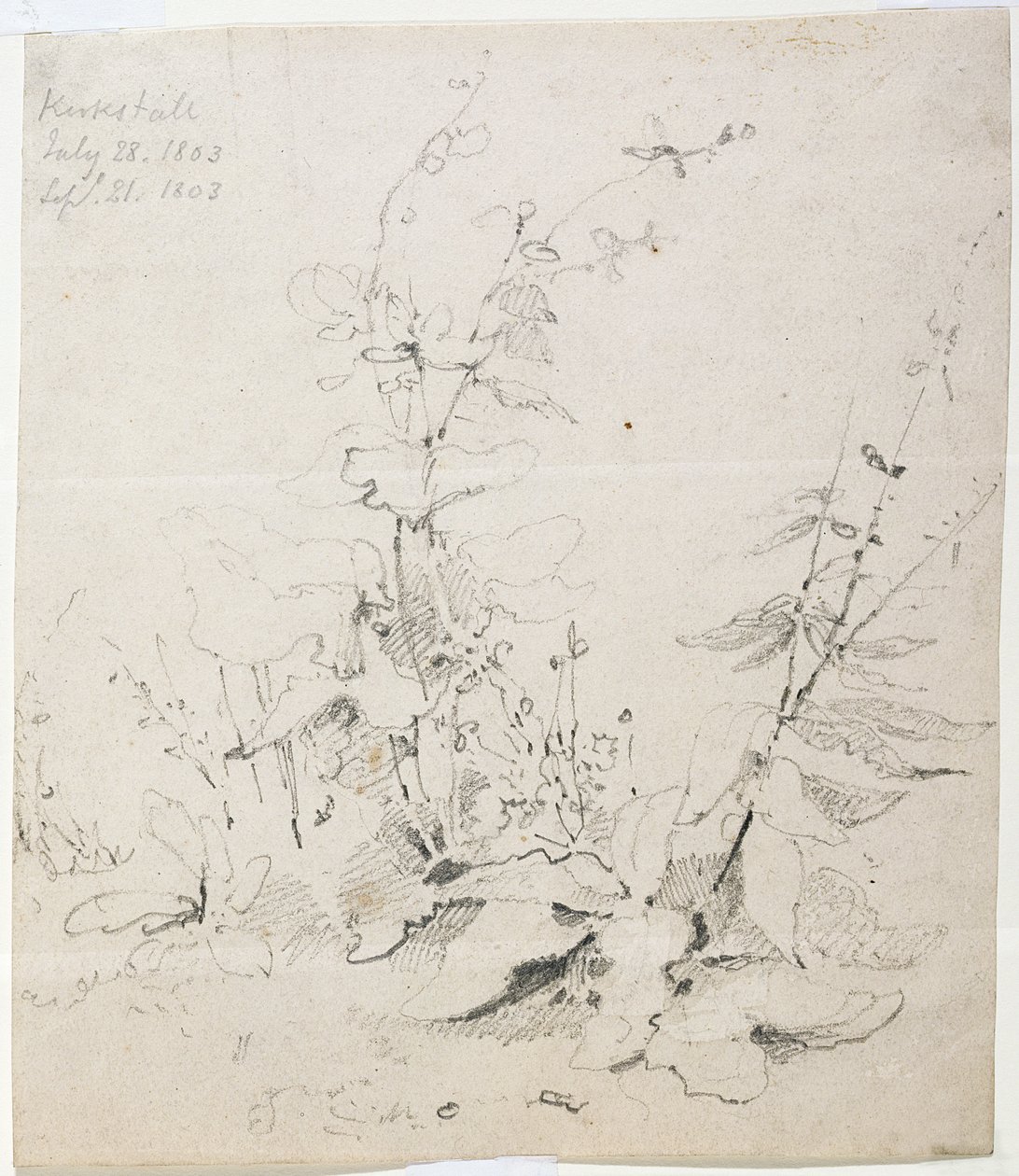 Study of Weeds, Kirkstall by John Sell Cotman
