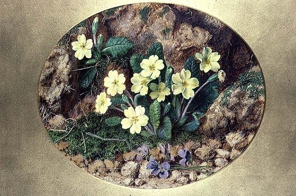 Primroses and Violets by John Sherrin