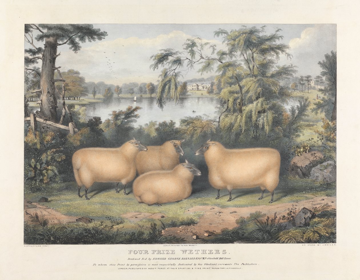 Four Prize Wethers by John West Giles
