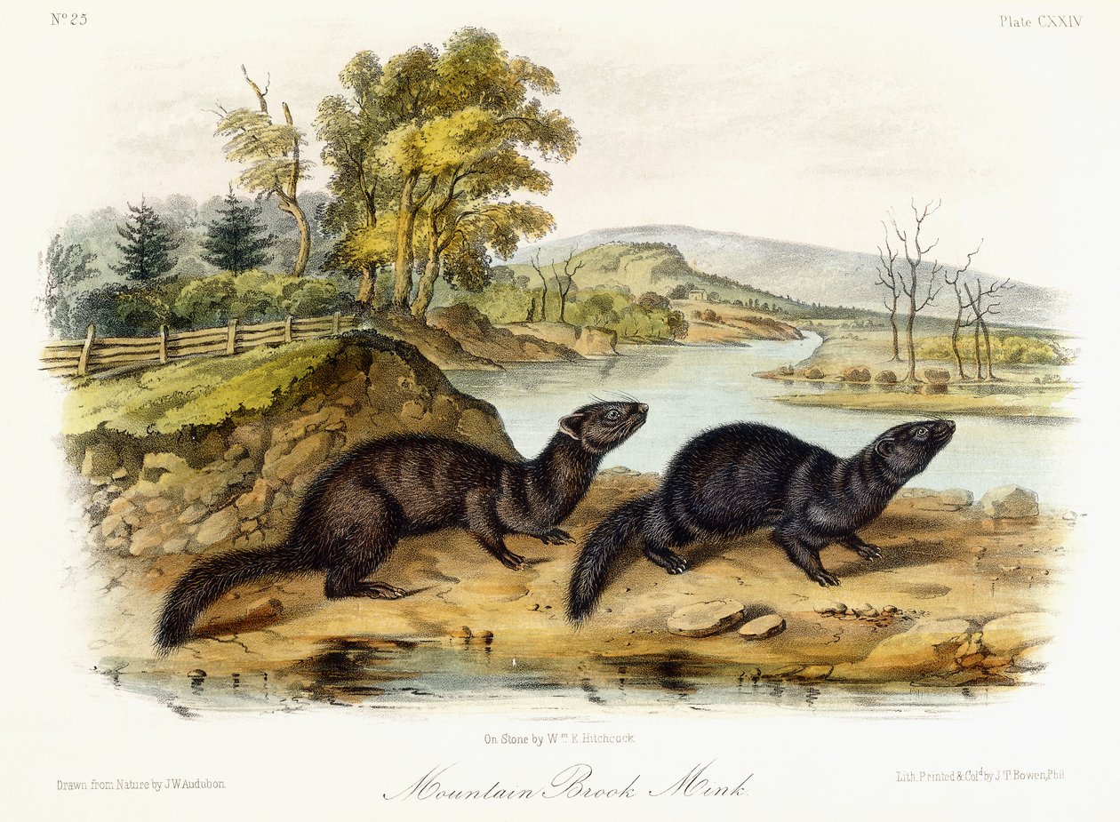 Mountain Brook Mink by John Woodhouse Audubon